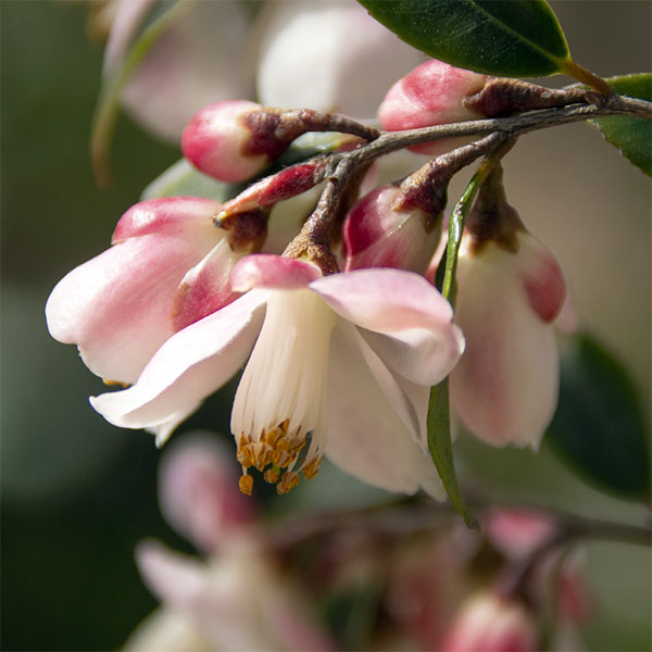 カメリア：エリナカスケード7号鉢植え