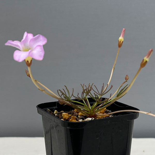 オキザリス：cf. フラバ（ポリフィラ ヘプタフィラ）2.5号ポット