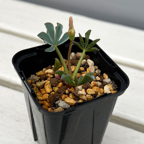 オキザリス：フラバ ラベンダー（ルピニフォリア）2.5号ポット