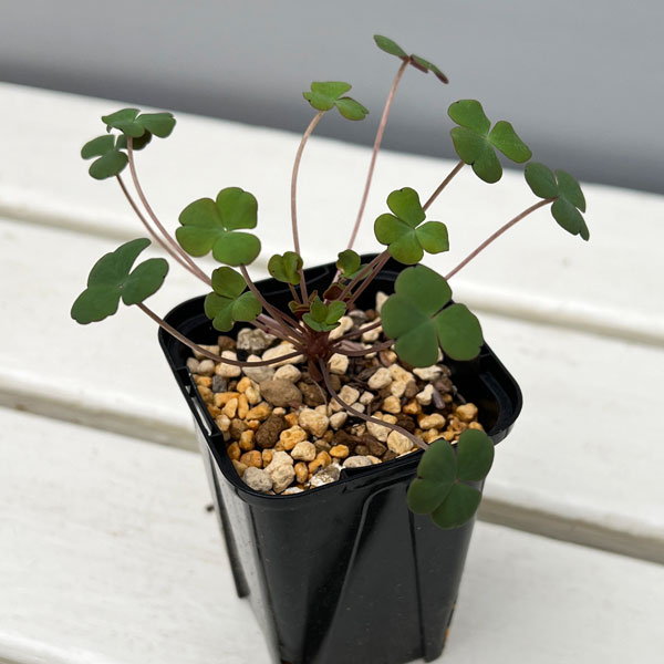 オキザリス：ポコキアエ 2.5号ポット