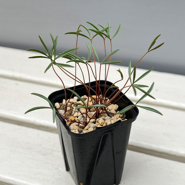 オキザリス：cf. カミエスベルゲンシス 2.5号ポット