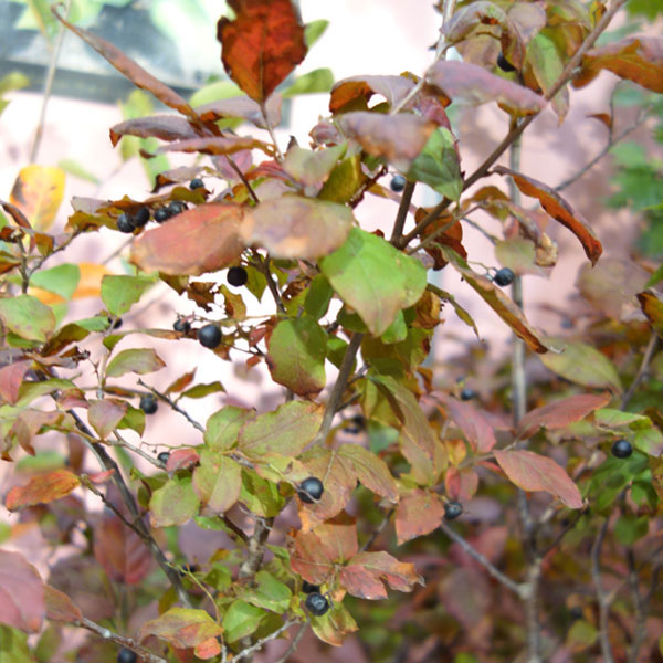 ナツハゼ4号ポット