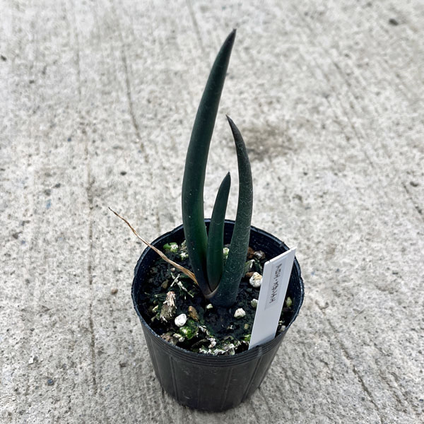 アロエ：スザンナエ　2.5号ポット
