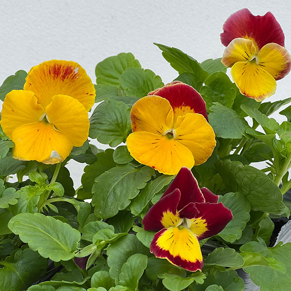 パンジー：プティシャトン　モダンタイムズ3～3.5号ポット