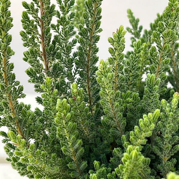 カルーナ：ベルベットファシネーション（Velvet Fascination）3.5号ポット