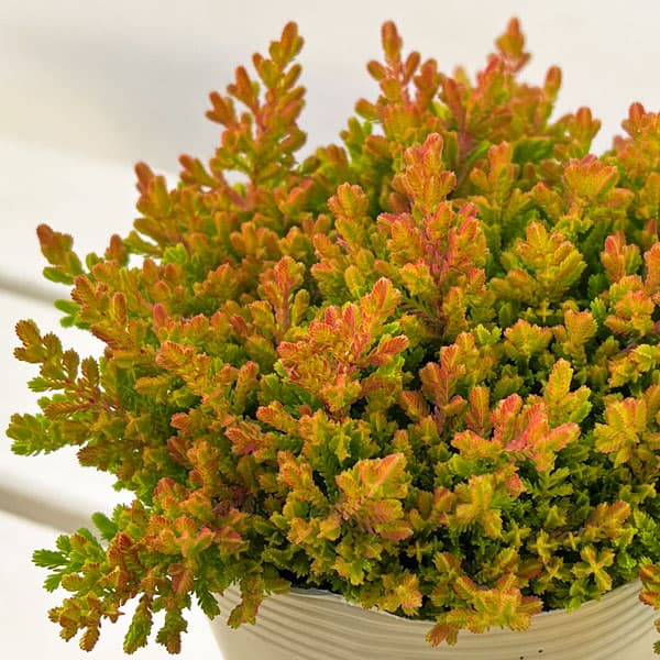 カルーナ：ウィッカーフレーム（Wicker Flame）3.5号ポット