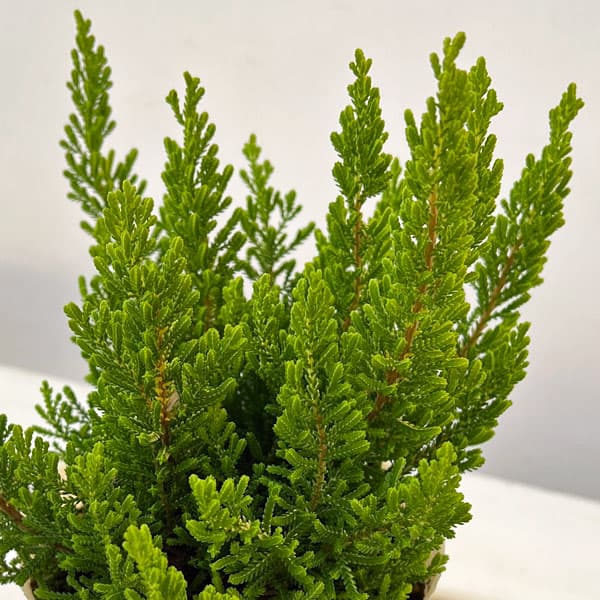 カルーナ：ダーツパロット（Dart’s Parrot）3.5号ポット