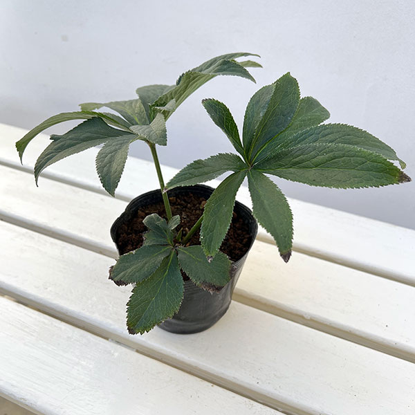 クリスマスローズ（原種系）：アトロルーベンス4号ポット*