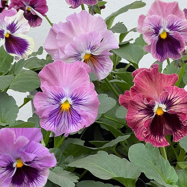 パンジー：きもの　ラベンダーピンク3.5号ポット