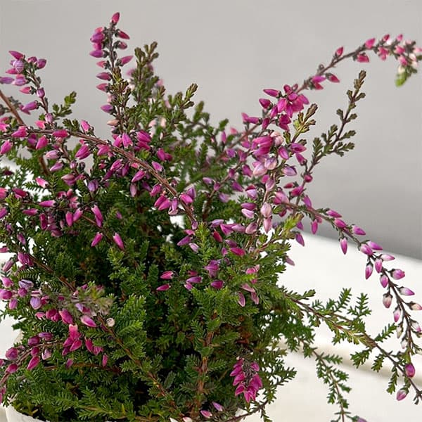 カルーナ：ウィーピング（枝垂れ）タイプ　パープル2.5号ロングポット