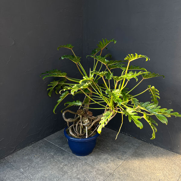 フィロデンドロン：クッカバラ　8号鉢植え25-05