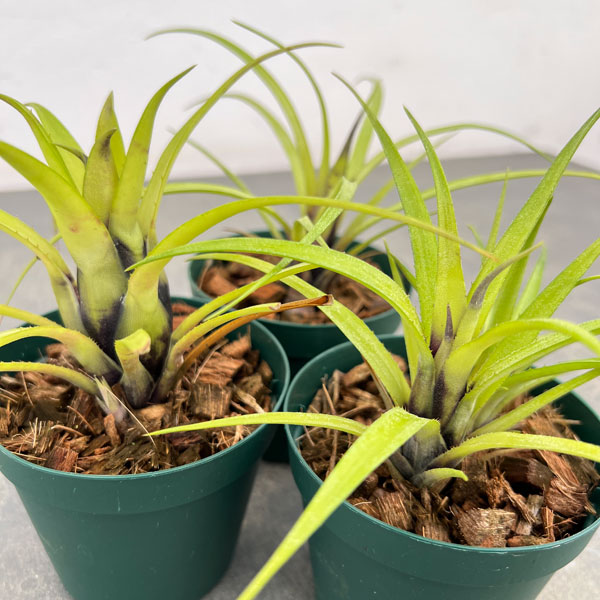 エクメア：＆#12798;クルバータ　ハイブリット　3号ポット