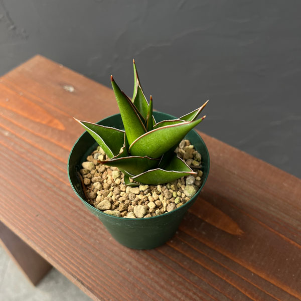 サンセベリア：タワー　3号ポット