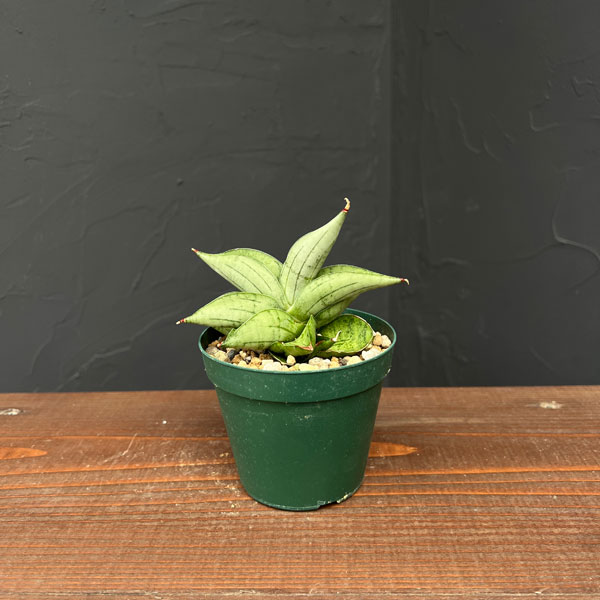 サンセベリア：ミーディー　3号鉢植え