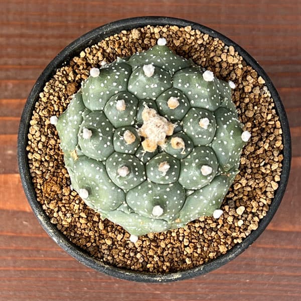 アストロフィツム：アステリアス亀甲兜丸（カブトマル）星あり　３号鉢植え*