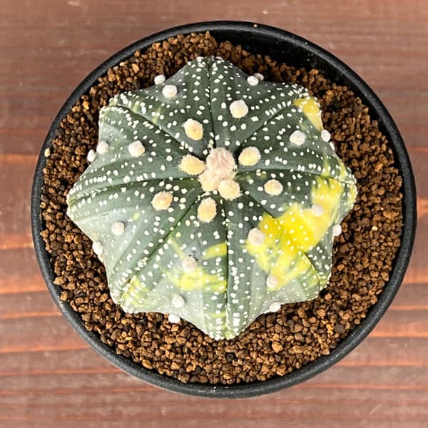 アストロフィツム：兜丸錦（かぶとまるにしき）　３号鉢植え25-03