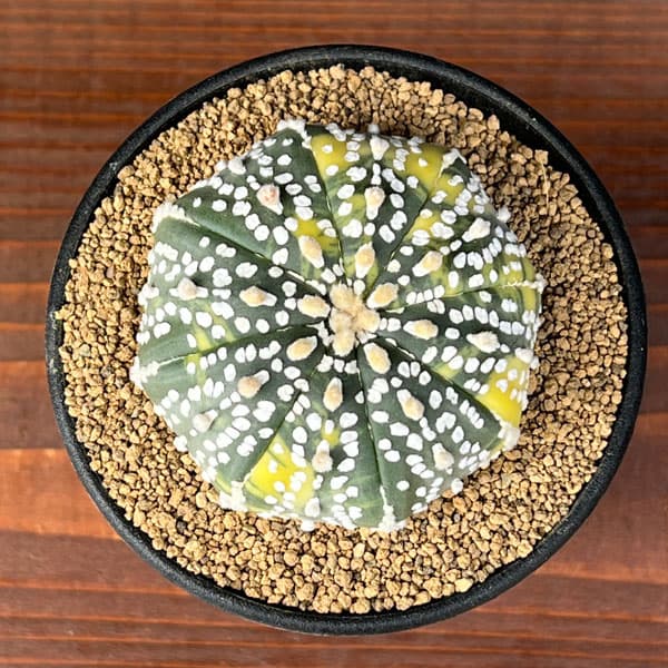 アストロフィツム：兜丸錦（かぶとまるにしき）　３号鉢植え25-04