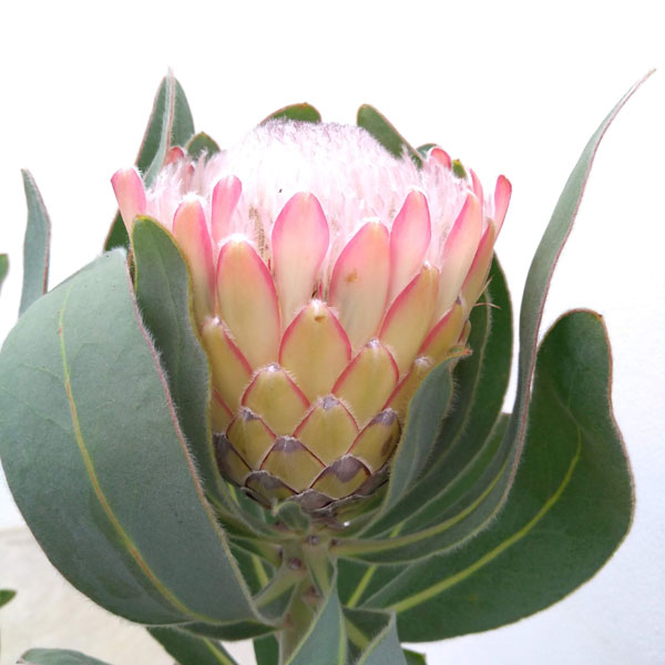 （わけあり特価）プロテア：スザーラ（花終わり）　５号鉢植え