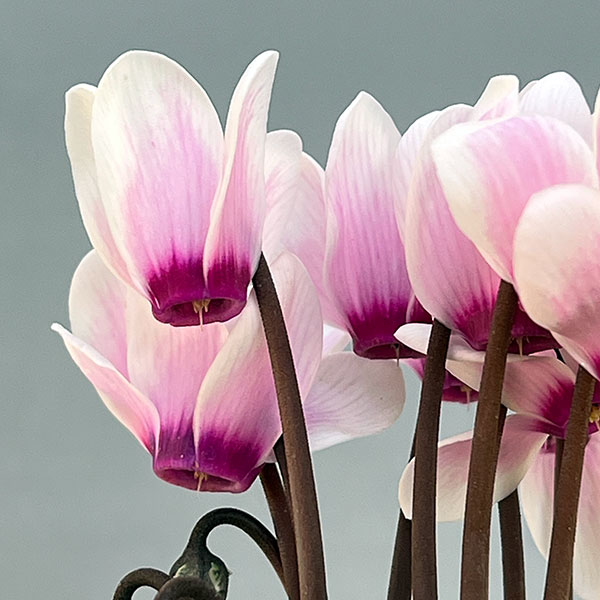 シクラメン：ミニョン　スーパーベラノフジネオンピンク　アイ2号ポット