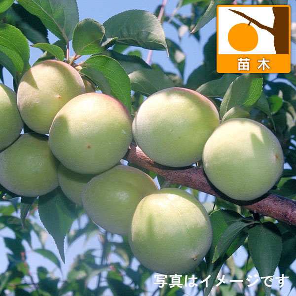 ウメ(梅):和郷(わごう)5号ポット