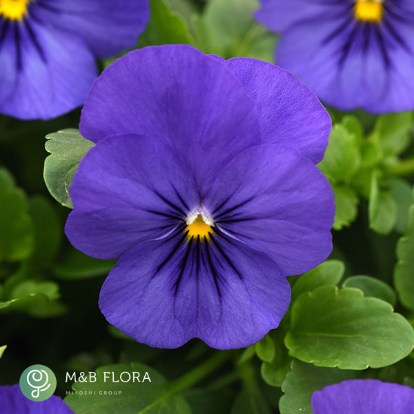 [送料無料]パンジー（ほふく性）：プレンティフォール　ブルー3～3.5号ポット 12株セット