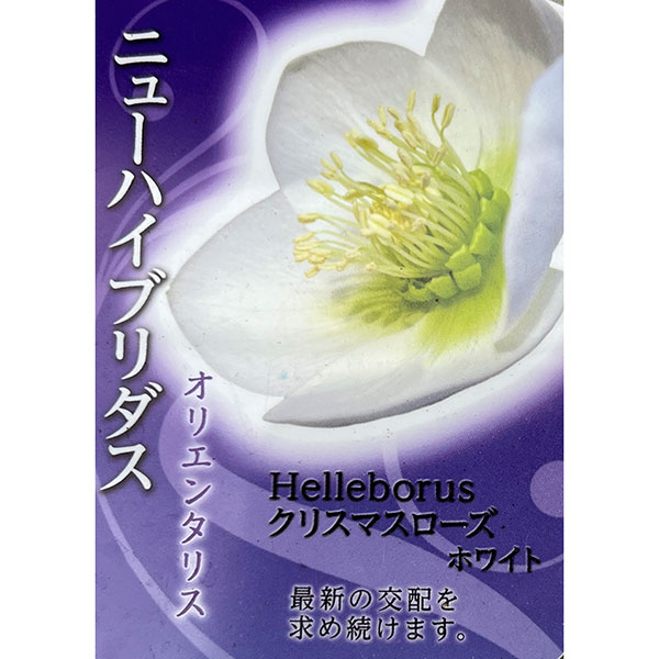 高正園さんのクリスマスローズ：シングル　ホワイト3号ポット