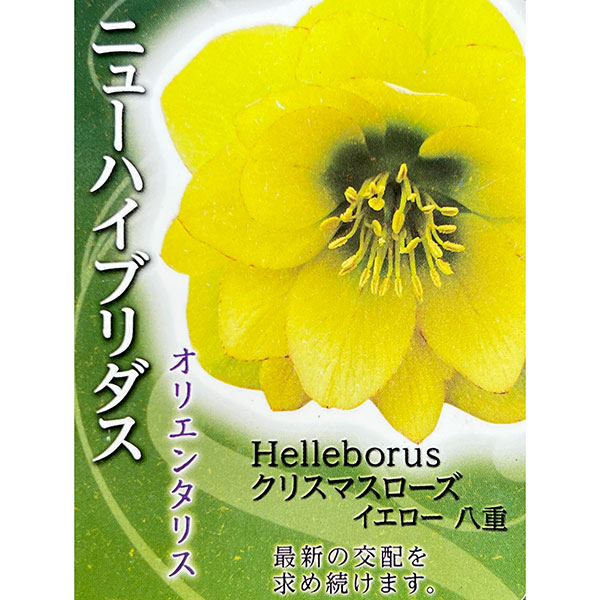 高正園さんのクリスマスローズ：ダブルイエロー3号ポット