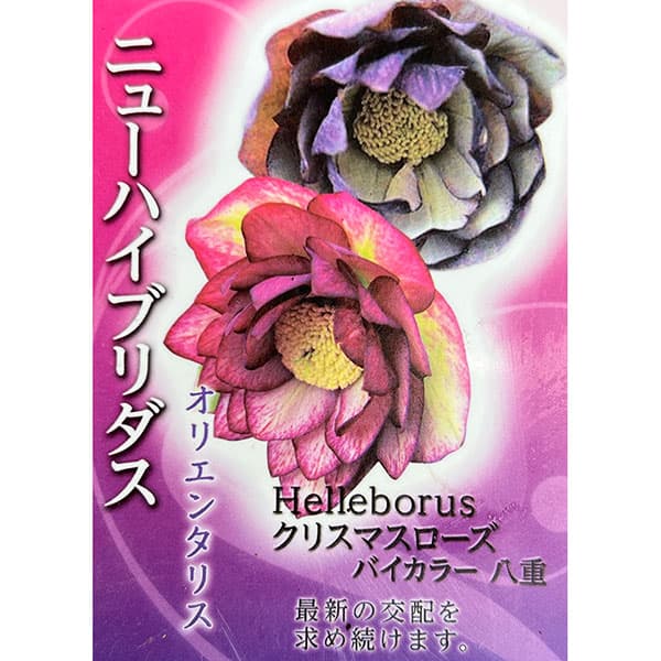 高正園さんのクリスマスローズ：ダブルバイカラー3号ポット