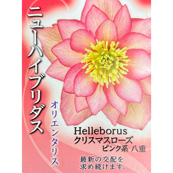 高正園さんのクリスマスローズ：ダブルピンク系（A）3号ポット