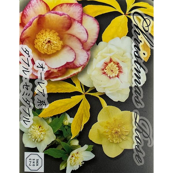 高正園さんのクリスマスローズ：ダブル・セミダブル　オーレア系3号ポット