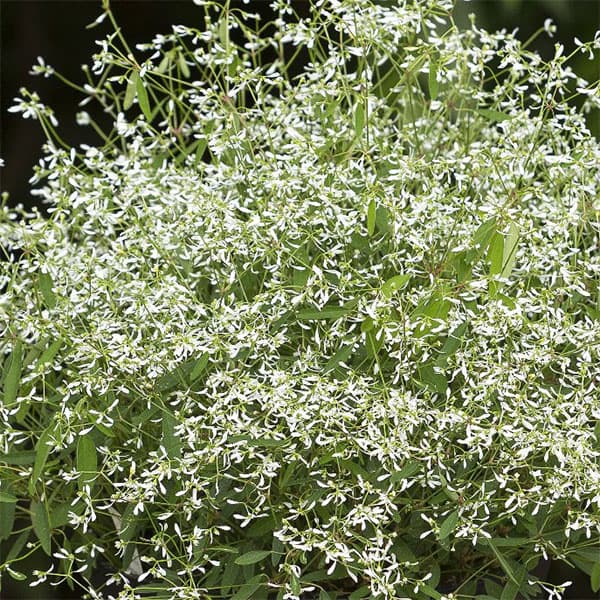 ユーフォルビア・スノーブリザード3.5号ポット