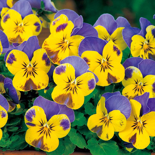 ビオラ：ソルベ　イエローブルージャンプアップ3-3.5号ポット 12株セット