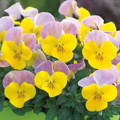 ビオラ：ソルベXP　イエローピンクジャンプアップ3-3.5号ポット 12株セット