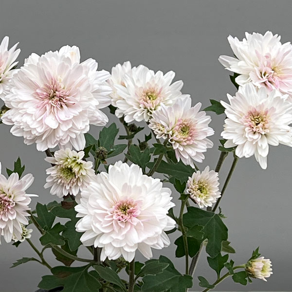 キク：千重咲リュウノウギク3号ポット[10月頃開花　秋に咲く野生菊　薄桃色の千重咲き]