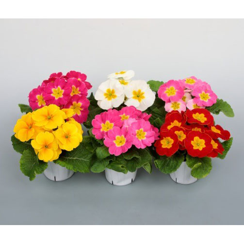 プリムラ・ポップル　花色ミックス3.5号ポット