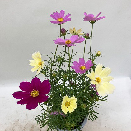 コスモス:花色ミックス4号鉢植え