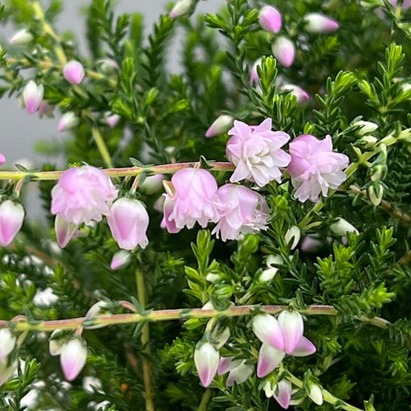 カルーナ：八重咲き ライトピンク3号ポット