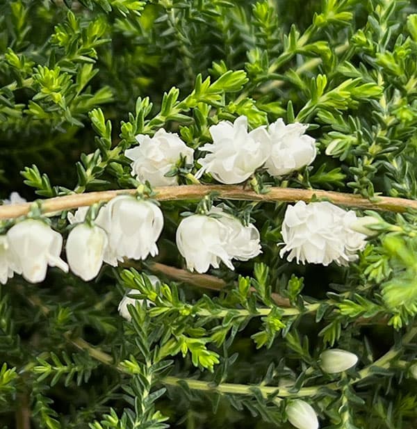 八重咲きカルーナ