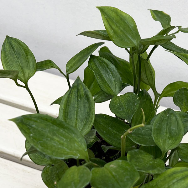 ホウチャクソウ：常緑厚葉ホウチャクソウ3.5号ポット