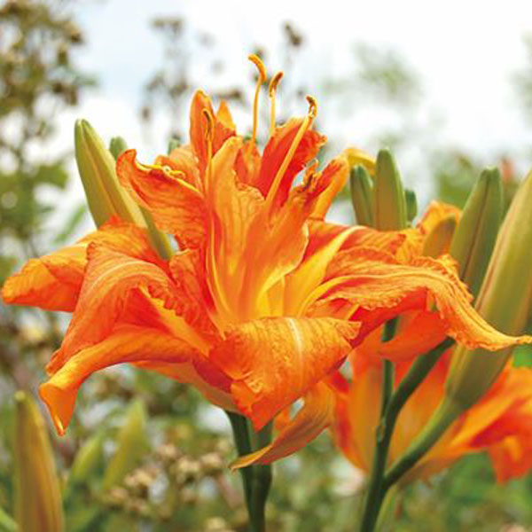 ヤブカンゾウ（藪萱草） 3号ポット