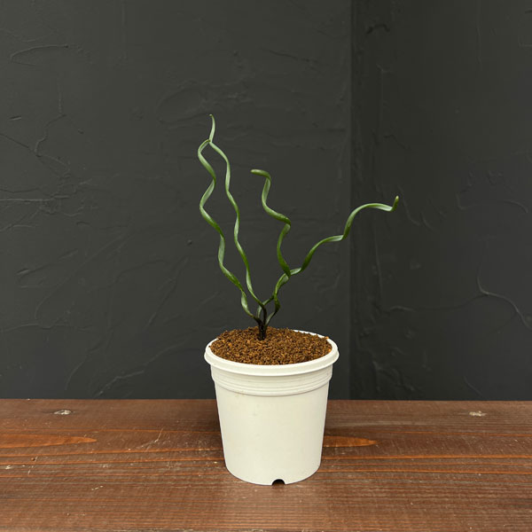 アルブカ ：ブルースベイエリ　3号ポット