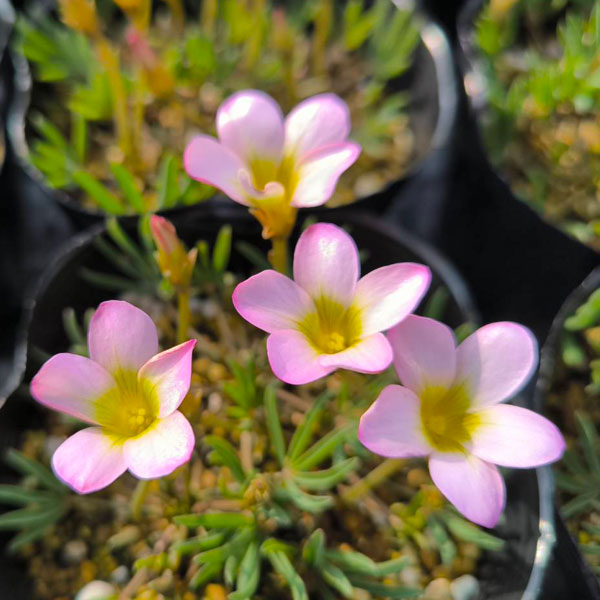 オキザリス：くみこ 3.5号ポット[10月～3月頃開花　淡ピンクの小花が愛らしい新品種　球根植物]