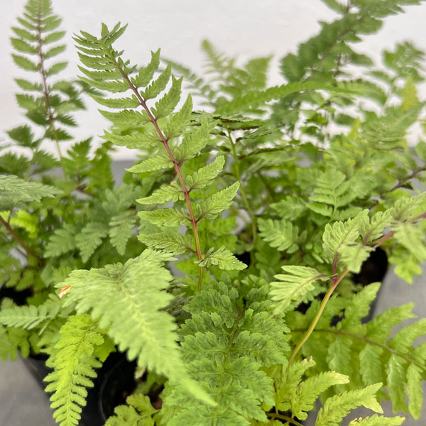 シダ：アリシウム　リーガルレッド　3号ポット