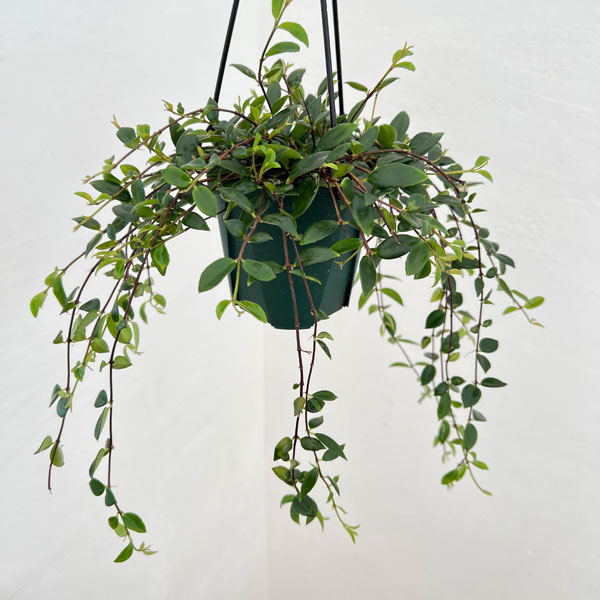 コドナンテ：クラシフォリア　4.5号吊り鉢