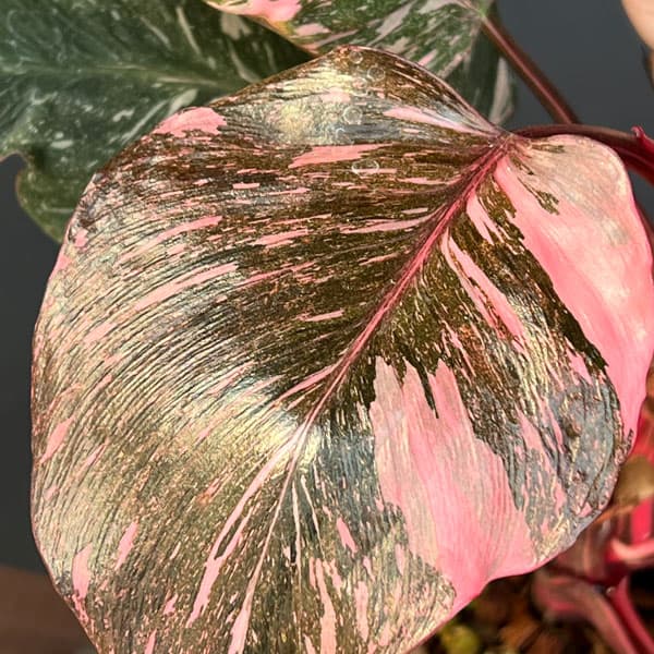 フィロデンドロン:マーブルピンクプリンセス(ピンクプリンセスギャラクシー) 5号鉢植え