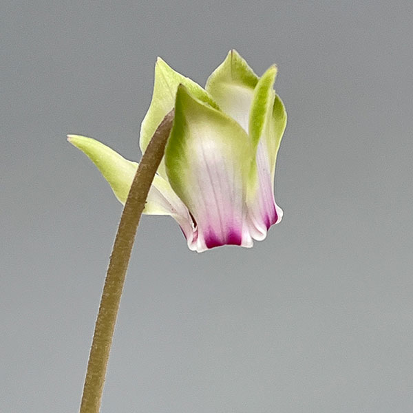 シクラメン（原種系）：ヘデリフォリウム　ヴェルデ【260643】3号ポット【現品販売】