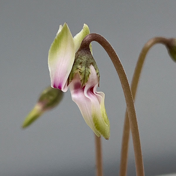 シクラメン（原種系）：ヘデリフォリウム　ヴェルデ【260644】3号ポット【現品販売】