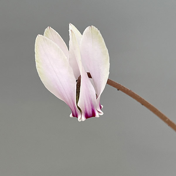 シクラメン（原種系）：ヘデリフォリウム　ヴェルデ交配【260646】3号ポット【現品販売】