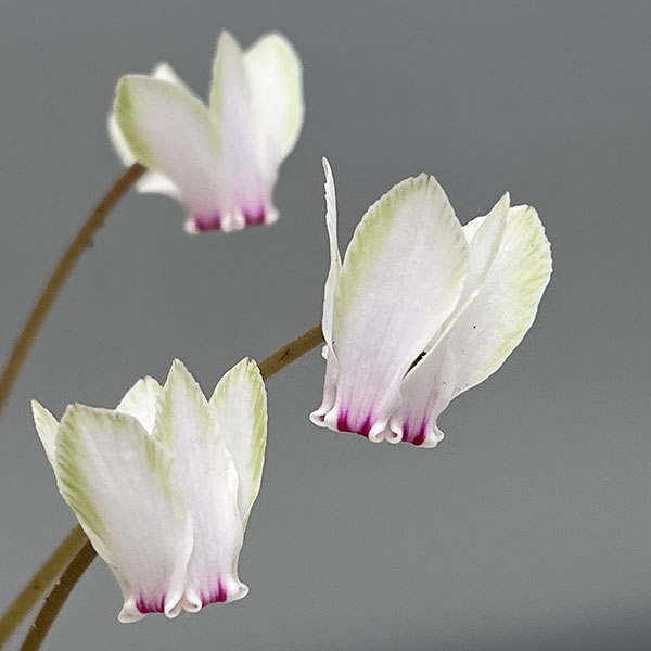 シクラメン（原種系）：ヘデリフォリウム　ヴェルデ交配【260647】3号ポット【現品販売】