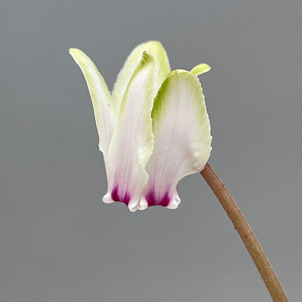 シクラメン（原種系）：ヘデリフォリウム　ヴェルデ交配【260649】3号ポット【現品販売】